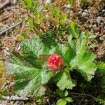 Rubus chamaemorus Листок