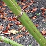 Dahlia imperialis Bark