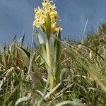 Dactylorhiza sambucina Çiçek