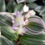 Tradescantia cerinthoides Çiçek