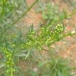 Artemisia biennis برگ