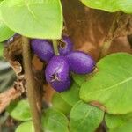 Coccocypselum cordifolium Fruto
