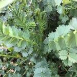 Sanguisorba minor Fuelha