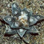 Ariocarpus bravoanus Hoja