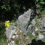 Erysimum grandiflorum Λουλούδι