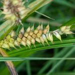 Carex vesicaria Плід