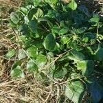 Cochlearia officinalis Hostoa