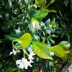 Trachelospermum jasminoidesBloem