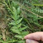 Filipendula vulgarisFeuille