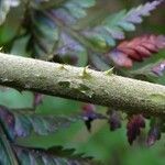 Rubus moluccanus Corteccia