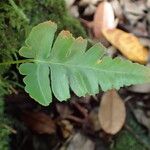 Humata repens Leaf