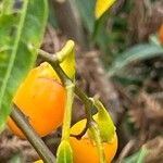 Solanum aviculare Fruit