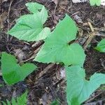 Adenocaulon bicolor Feuille