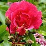 Rosa gallicaFlors