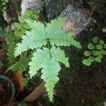 Dryopteris cristata Leaf