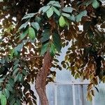 Chrysophyllum cainito Hábito
