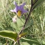 Solanum campylacanthum Autre