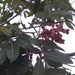 Schinus terebinthifolia Fruct