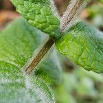 Mentha × villosa Corteza