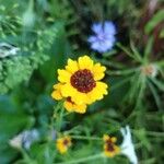 Coreopsis tinctoriaFleur