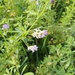 Medicago sativa Blüte