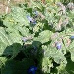 Borago officinalis花