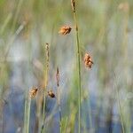 Carex magellanica Habitat