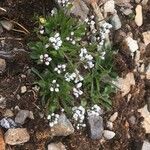 Arabis caerulea Flower