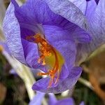 Crocus speciosusFlower