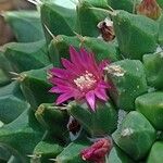 Mammillaria sartorii Floro