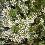 Cochlearia anglica आदत