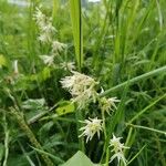 Echinocystis lobata Blüte