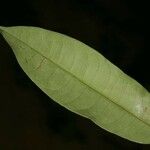 Lecythis idatimon Leaf
