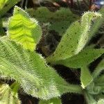 Anchusa azurea Leaf