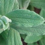 Cistus creticus Leaf