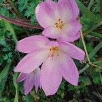 Colchicum lusitanum 花