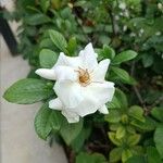 Gardenia jasminoidesBlodyn