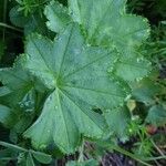 Alchemilla acutiloba Лист