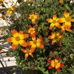 Bidens ferulifolia Virág