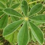 Lupinus albus Hoja