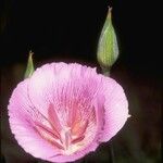 Calochortus striatus Fleur