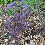 Persicaria microcephala List