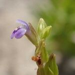 Crepidorhopalon spicatus Flower