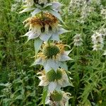 Monarda punctata Цвят