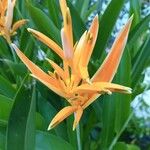 Heliconia psittacorum Flower