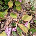 Bergenia crassifoliaFlower