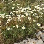 Tanacetum cinerariifolium Flor