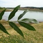 Fraxinus angustifolia برگ