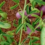 Cleome amblyocarpa Leaf