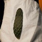Consolea rubescens Hoja